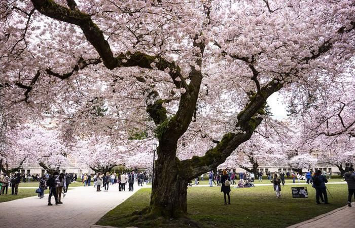 华盛顿大学申请条件